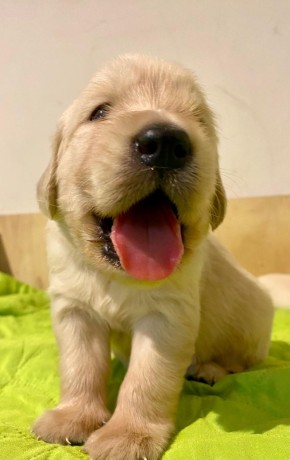 cuccioli-golden-retriever-big-0