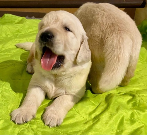 cuccioli-golden-retriever-big-6