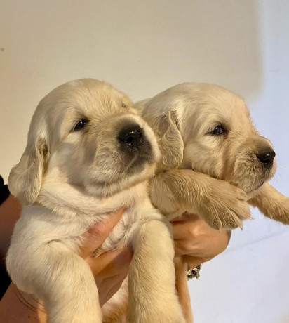 cuccioli-golden-retriever-big-1