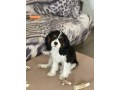 cavalier-king-charles-spaniel-small-7