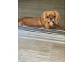 cavalier-king-charles-spaniel-small-5