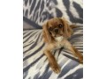 cavalier-king-charles-spaniel-small-3