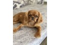 cavalier-king-charles-spaniel-small-1