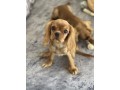 cavalier-king-charles-spaniel-small-6