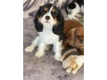 cavalier-king-charles-spaniel-small-2