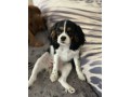 cavalier-king-charles-spaniel-small-4