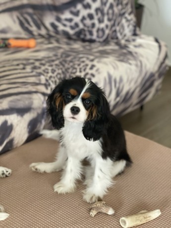 cavalier-king-charles-spaniel-big-7