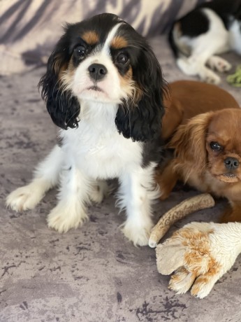 cavalier-king-charles-spaniel-big-2