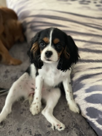 cavalier-king-charles-spaniel-big-4