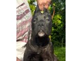 cane-corso-cuccioli-da-allev-riconosciuto-enci-small-0