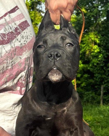 cane-corso-cuccioli-da-allev-riconosciuto-enci-big-0