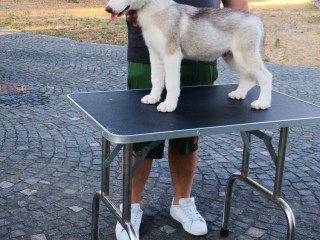 Cuccioli Siberian Husky