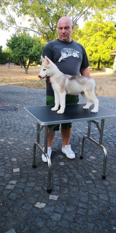 cuccioli-siberian-husky-big-0