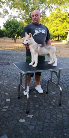 cuccioli-siberian-husky-big-1