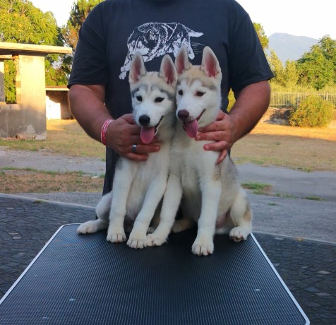 cuccioli-siberian-husky-big-3