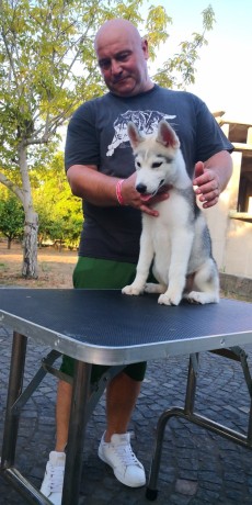 cuccioli-siberian-husky-big-7