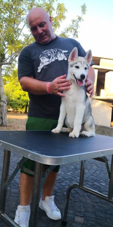 cuccioli-siberian-husky-big-2