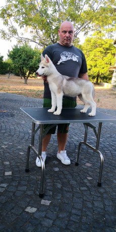 cuccioli-siberian-husky-big-6