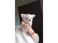 bellissimi-cuccioli-chihuahua-enci-small-1