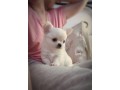 bellissimi-cuccioli-chihuahua-enci-small-4