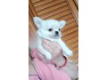 bellissimi-cuccioli-chihuahua-enci-small-3