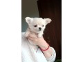 bellissimi-cuccioli-chihuahua-enci-small-0