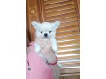 bellissimi-cuccioli-chihuahua-enci-small-2