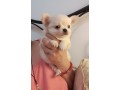 bellissimi-cuccioli-chihuahua-enci-small-5