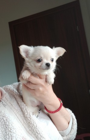 bellissimi-cuccioli-chihuahua-enci-big-1