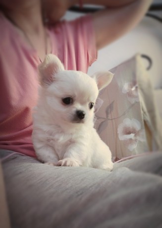 bellissimi-cuccioli-chihuahua-enci-big-4