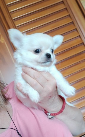 bellissimi-cuccioli-chihuahua-enci-big-3