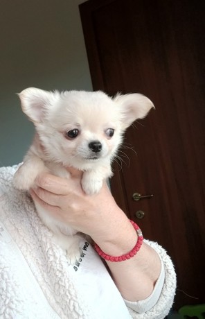 bellissimi-cuccioli-chihuahua-enci-big-0