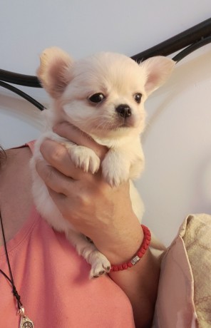 bellissimi-cuccioli-chihuahua-enci-big-5