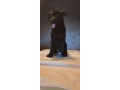 cucciolo-pastore-tedesco-total-black-small-1