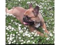 stallone-bulldog-francese-small-0