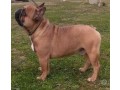 stallone-bulldog-francese-small-1