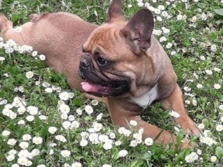 Stallone bulldog francese