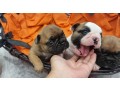 bulldog-francese-pedigree-enci-small-1