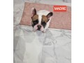 bulldog-francese-pedigree-enci-small-5