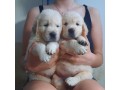 cuccioli-maschi-di-golden-retriever-linea-inglese-small-0