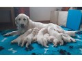 cuccioli-maschi-di-golden-retriever-linea-inglese-small-3