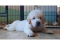 cuccioli-maschi-di-golden-retriever-linea-inglese-small-6