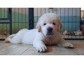 cuccioli-maschi-di-golden-retriever-linea-inglese-small-5