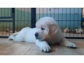 cuccioli-maschi-di-golden-retriever-linea-inglese-small-4