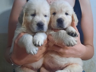 Cuccioli maschi di Golden Retriever linea inglese