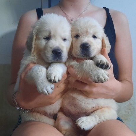 cuccioli-maschi-di-golden-retriever-linea-inglese-big-0