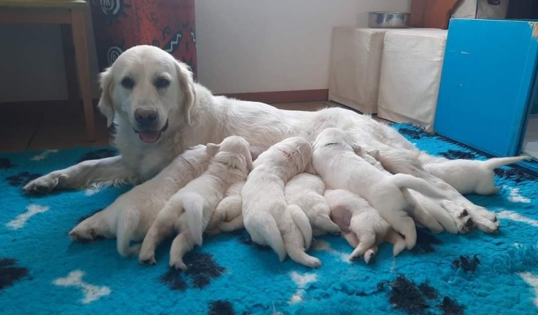 cuccioli-maschi-di-golden-retriever-linea-inglese-big-3