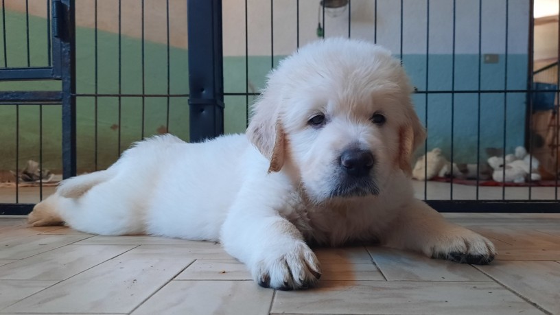 cuccioli-maschi-di-golden-retriever-linea-inglese-big-6