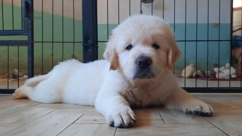 cuccioli-maschi-di-golden-retriever-linea-inglese-big-5