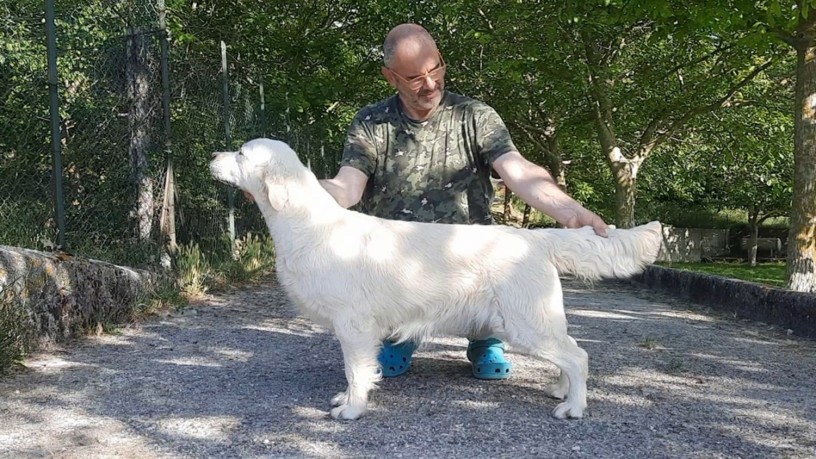 cuccioli-maschi-di-golden-retriever-linea-inglese-big-2